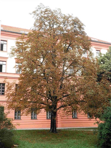 Klíněnka jírovcová - ochrana kaštanů v Praze 10 